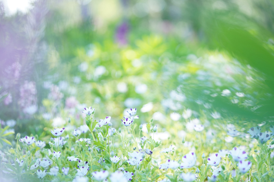 α7R III, FE 90mm F2.8 Macro G OSS, 90mm, F2.8, 1/500秒, +1.7, ISO400