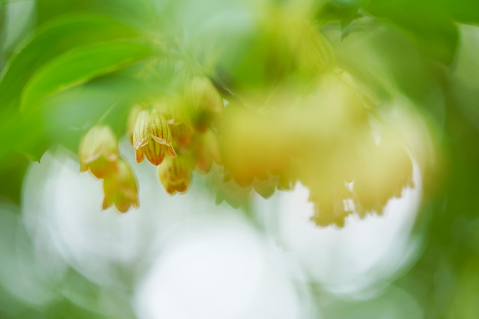 α7R III, FE 90mm F2.8 Macro G OSS, 90mm, F2.8, 1/320秒, +0.3, ISO400