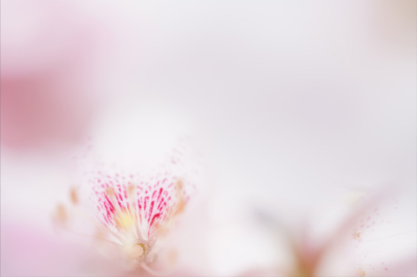 α7R III, FE 90mm F2.8 Macro G OSS, 90mm, F5, 1/200秒, +2.3, ISO800