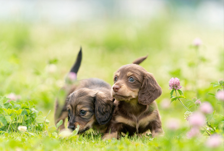 �y�g�O���t�@�[ ���� �W��