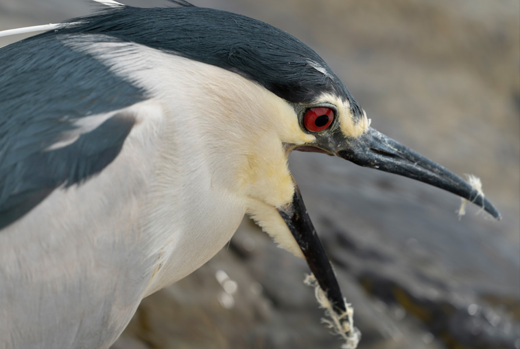 �ʐ^�� �R�c �F��