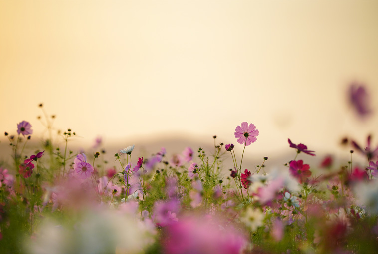 �ʐ^�� ���� ���q