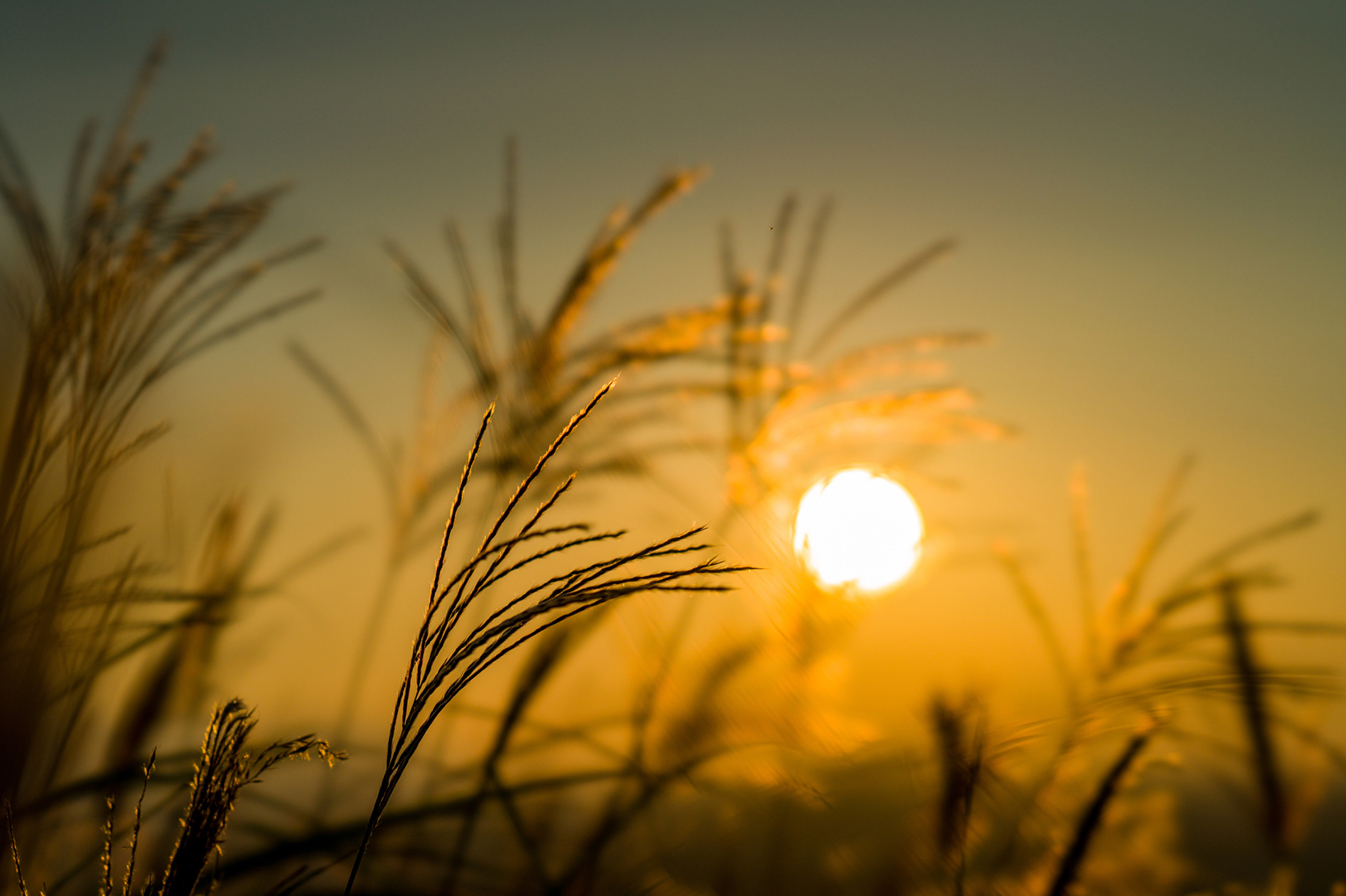 7R IV,@ FE 100mm F2.8 STF GM OSS,@ 100mm,@ F5.6,@ 1/6400b,@ ISO160