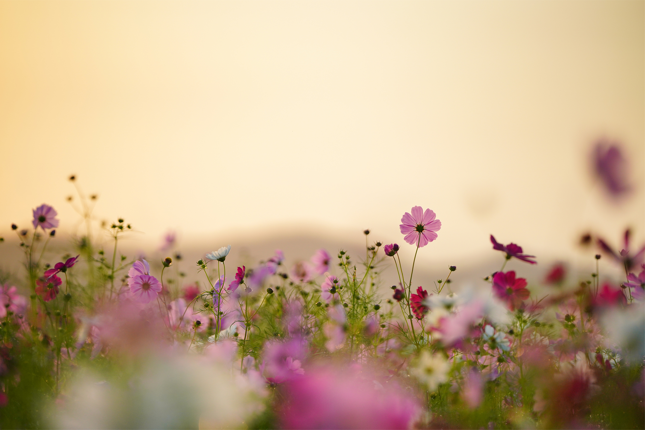 �� professional style �v�������B�e�̗��V