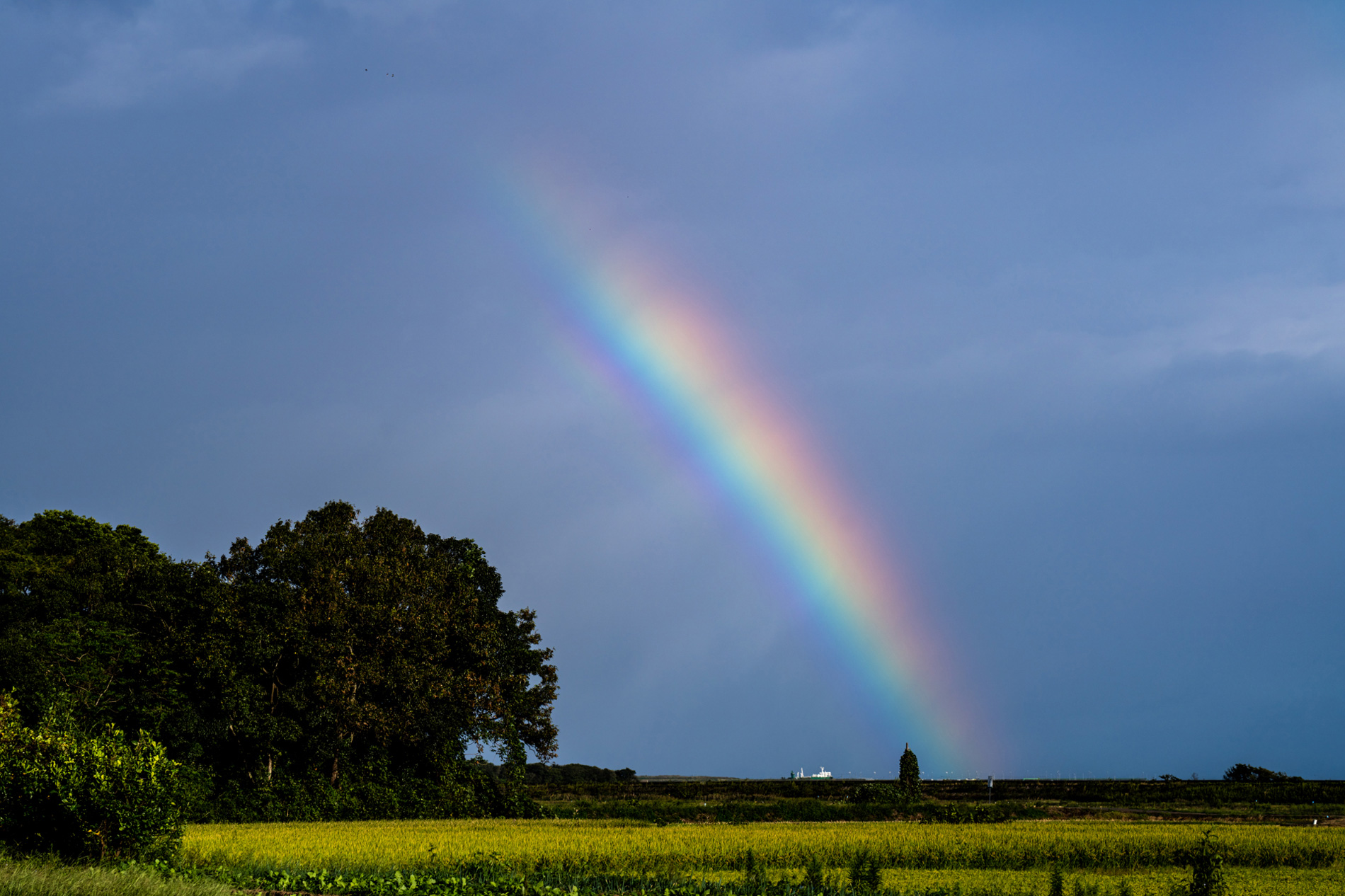 ��7R IV,�@ FE 100mm F2.8 STF GM OSS,�@ 100mm,�@ F8,�@ 1/400�b,�@ ISO100