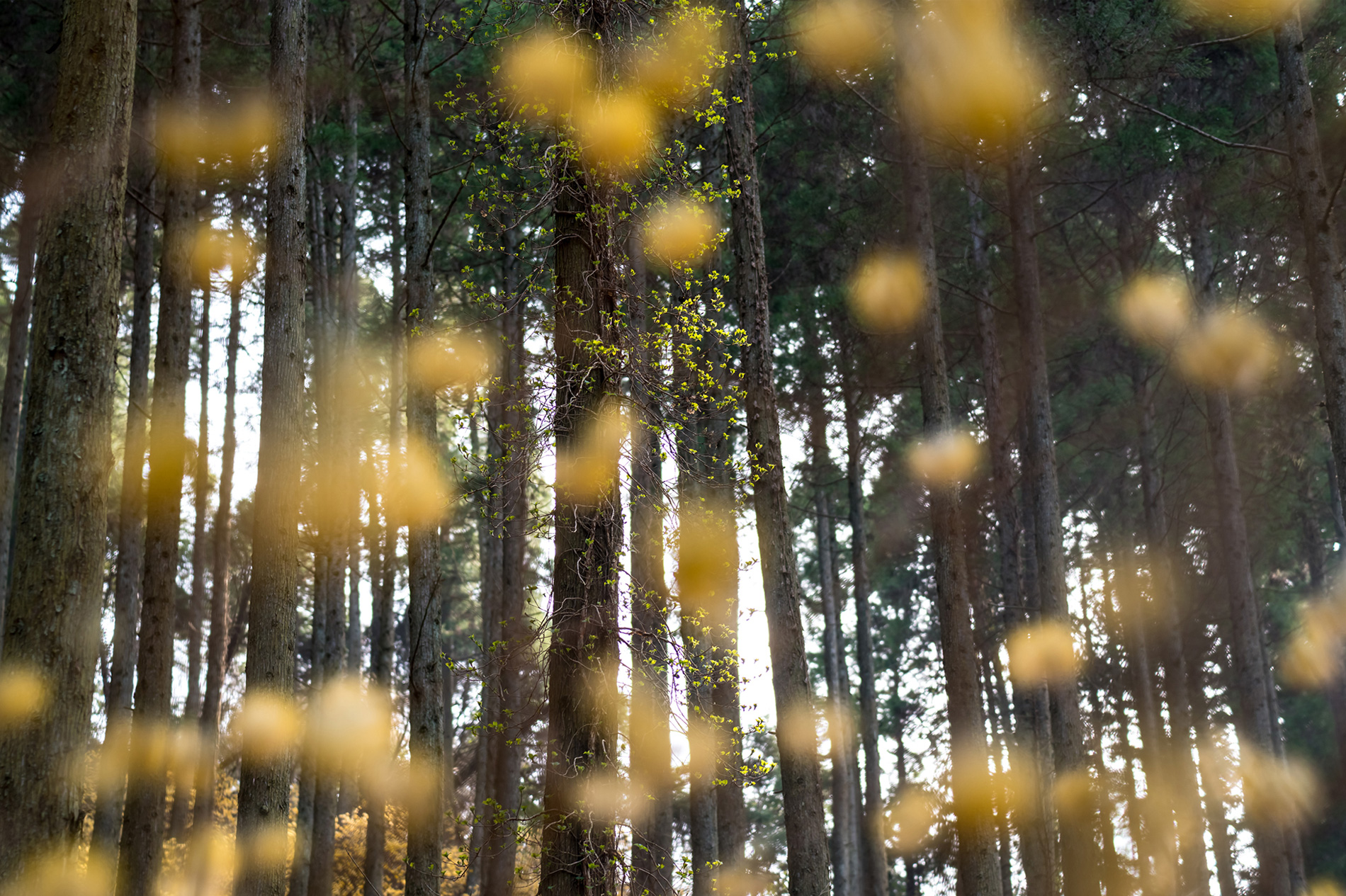 ��7R III,�@ FE 100mm F2.8 STF GM OSS,�@ 100mm,�@ F5.6,�@ 1/160�b,�@ ISO400