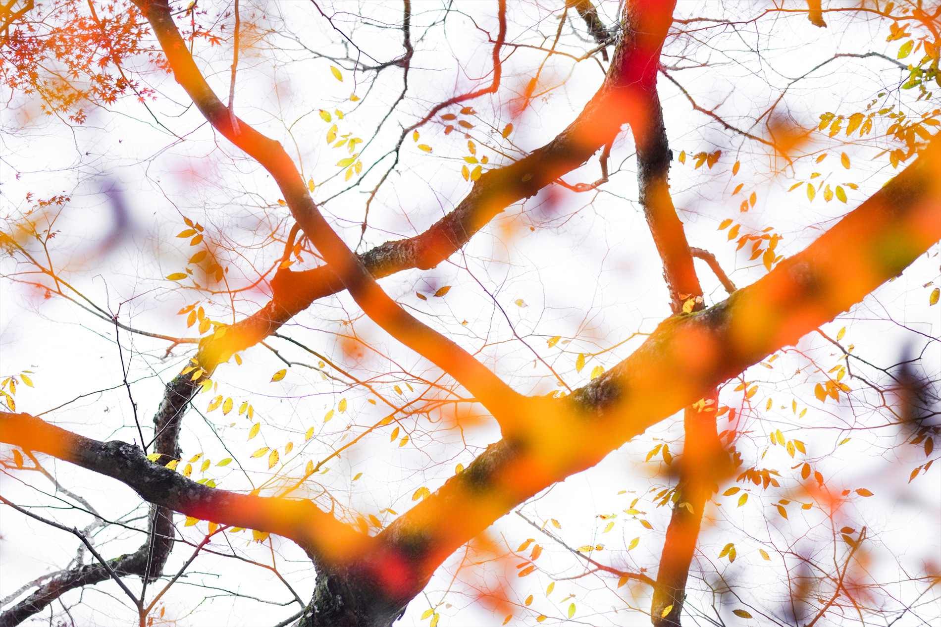 ��7R IV,�@ FE 100mm F2.8 STF GM OSS,�@ 100mm,�@ F5.6,�@ 1/160�b,�@ ISO500