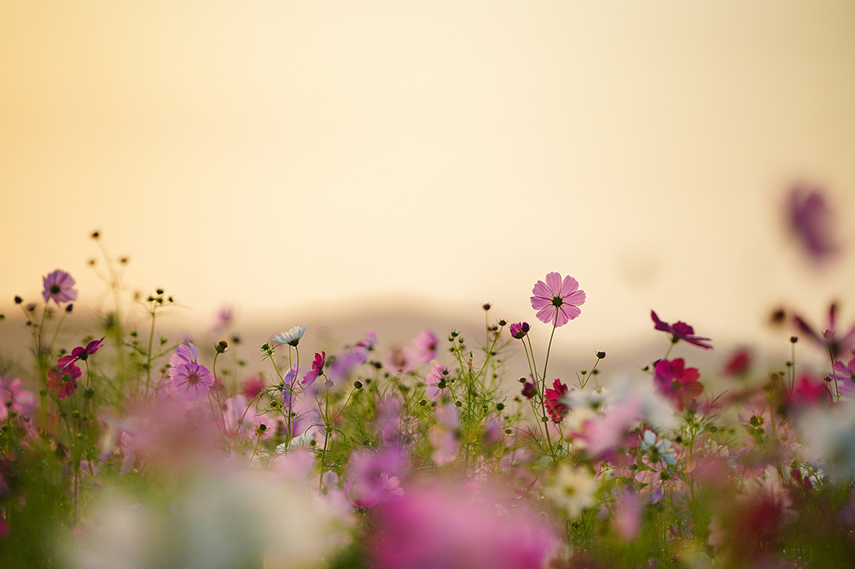 ��7R IV,�@ FE 70-200mm F2.8 GM OSS,�@ 165mm,�@ F2.8,�@ 1/8000�b,�@ ISO500