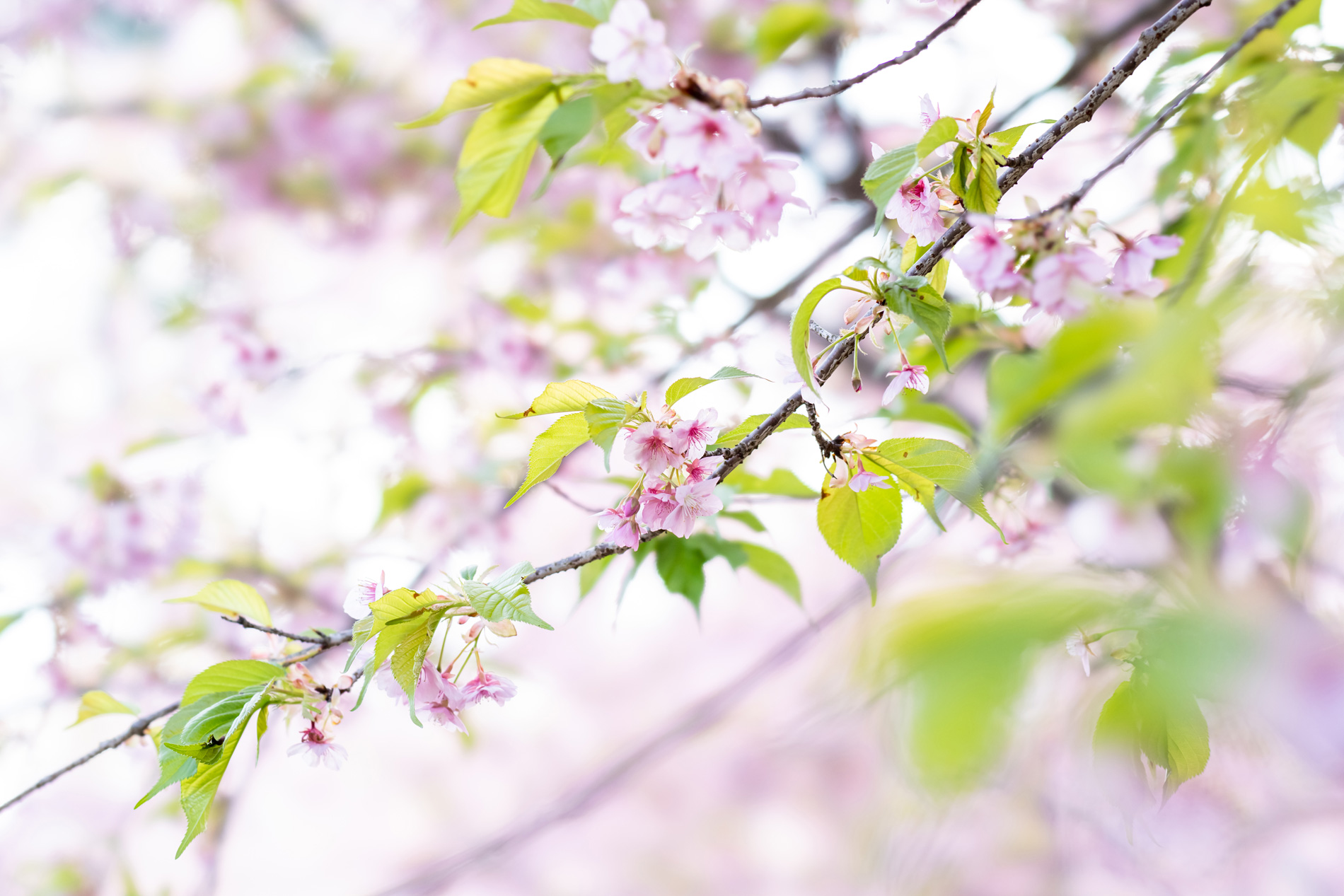 ��7R IV,�@ FE 100mm F2.8 STF GM OSS,�@ 100mm,�@ F5.6,�@ 1/160�b,�@ ISO640