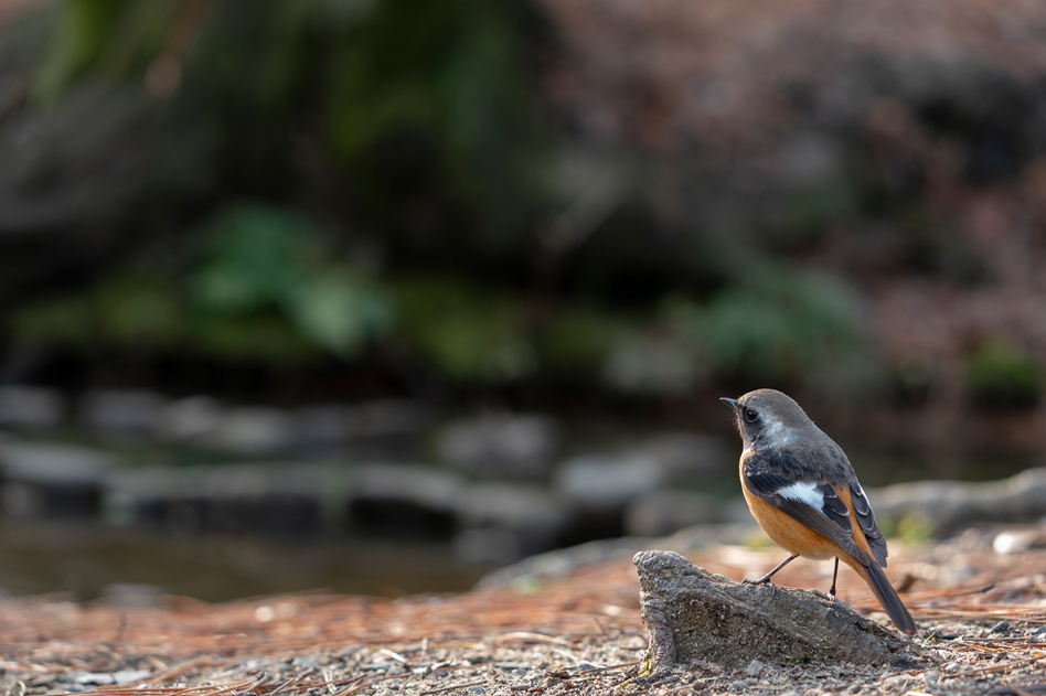 9,@FE 100-400mm F4,5-5.6 GM OSS,@104mm,@F5.6,@1/40b,@ISO400