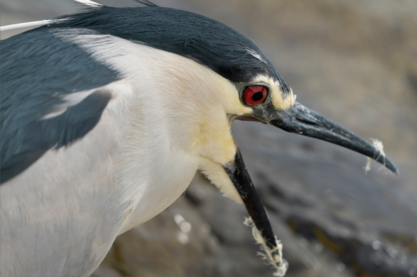 7R III,@FE 100-400mm F4.5-5.6 GM OSS,@400mm,@F8,@1^320b,@ISO250