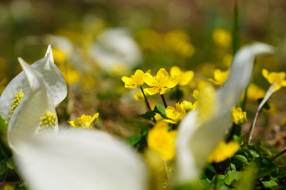 FE 24-70mm F2.8 GM,�@ 70mm,�@ F2.8,�@ 1/1000�b,�@ ISO100