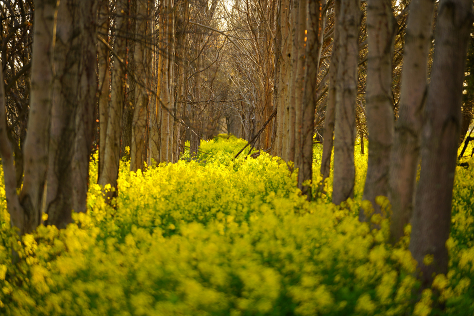 FE 70-200mm F2.8 GM OSS,�@ 143mm,�@ F2.8,�@ 1/80�b,�@ ISO100