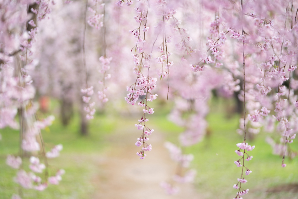 FE 70-200mm F2.8 GM OSS,�@ 112mm,�@ F2.8,�@ 1/1250�b,�@ ISO400