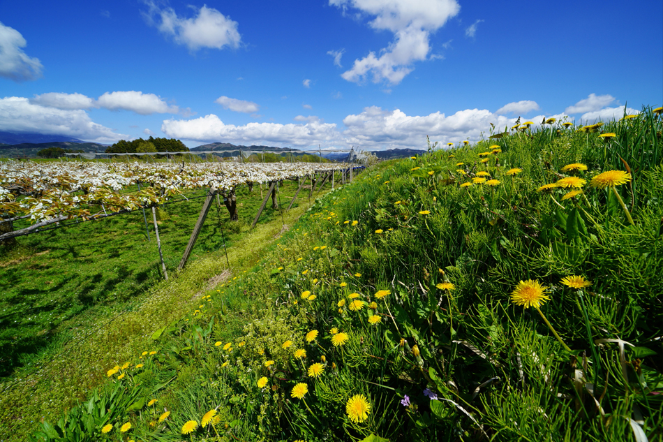 FE 12-24mm F4 G,�@ 12mm,�@ F11,�@ 1/125�b,�@ ISO100