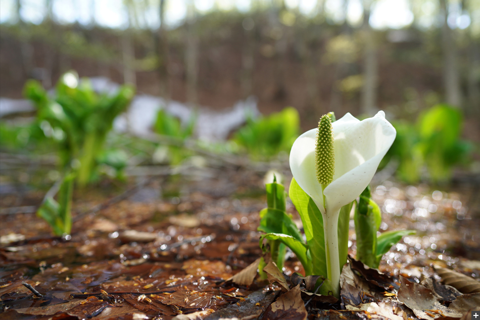 FE 24mm F1.4 GM,�@ 24mm,�@ F2,�@ 1/100�b,�@ ISO200