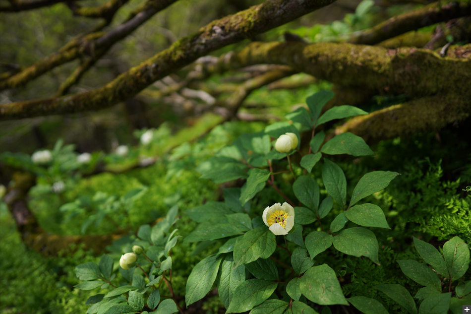 FE 24mm F1.4 GM,�@ 24mm,�@ F1.4,�@ 1/1600�b,�@ ISO200