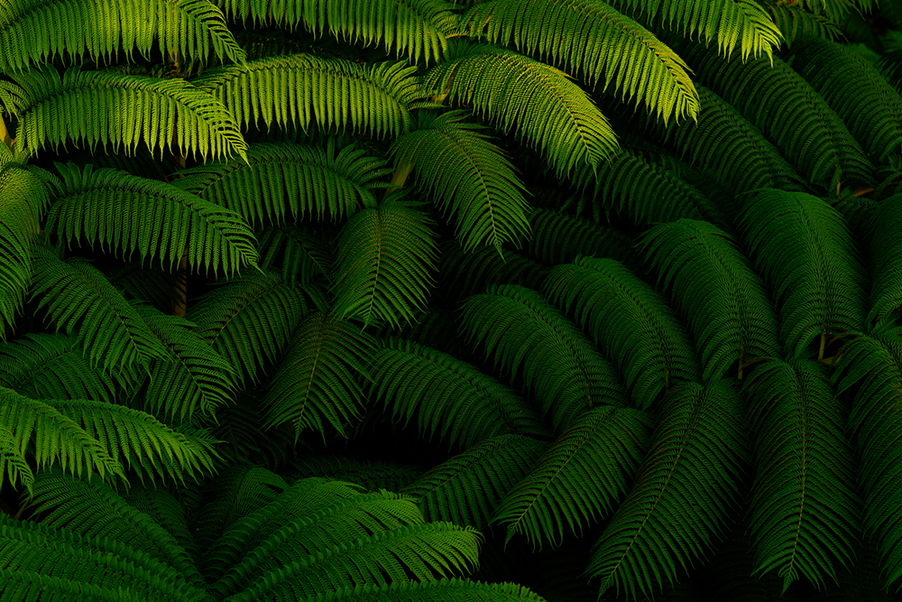 �V���b�^�[���x1/40�b�@F�l11.0�@�}0EV�@ISO200�@��99 �{ 70-400mm F4-5.6 G SSM II�q�܂����ʕ��i�Əo��A�Ă̗��� �m����C�ҁn�bSony�fs feature�b�\�j�[�r