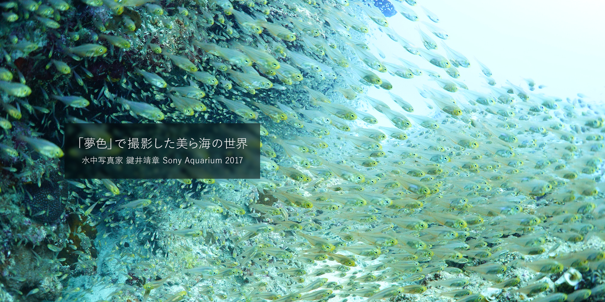 夢色」で撮影した美ら海の世界 水中写真家 鍵井靖章 Sony Aquarium