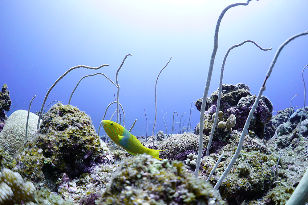 夢色」で撮影した美ら海の世界 水中写真家 鍵井靖章 Sony Aquarium