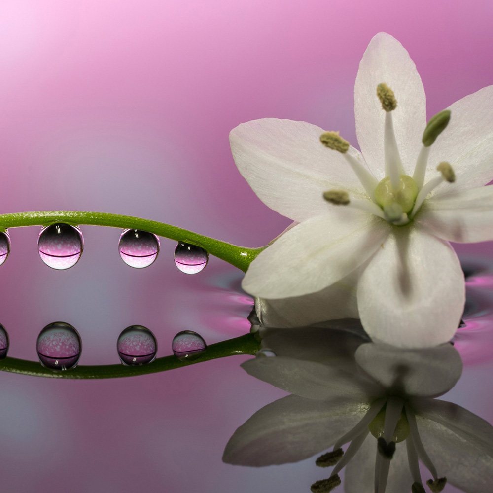 水滴と光で咲く奇跡の花。春の一瞬を切り取るマクロ撮影術