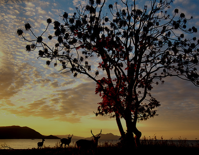 発表 6 376点の作品から選ばれた 日本の自然 写真 Feature 商品情報 ストア ソニー