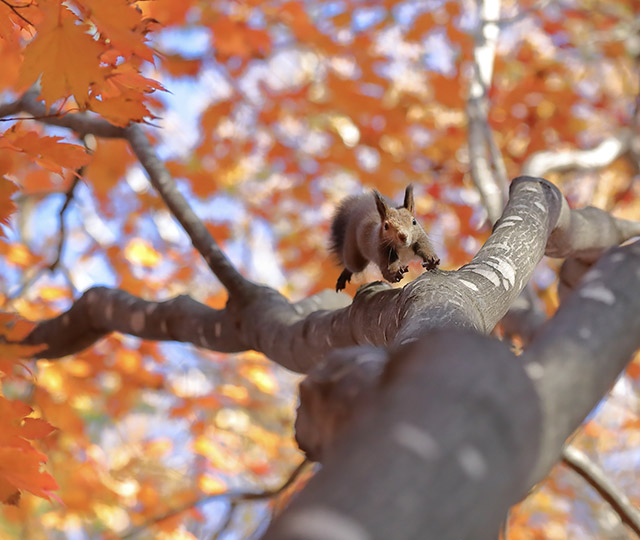 こんな時だからこそ心に染み入る 美しき光景 第37回 日本の自然 写真コンテスト受賞作品紹介 ソニー