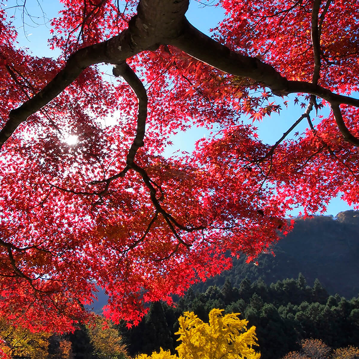 �C�y�Ɂu�|�p�̏H�v���y������!�J�����Ў�ɏo���������G�ɂȂ�g�t�X�|�b�g10�I