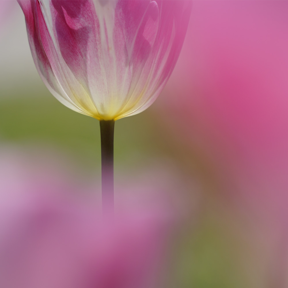 �펯�ɂƂ���Ȃ��A������ԎB�e�i�t�̉ԕҁj