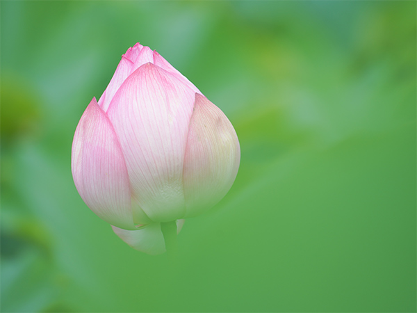 Aのいろいろなレンズをお試し Aアカデミー講師と共に行く蓮の花撮影会 上野不忍編 Feature ソニー