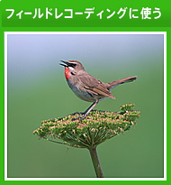 フィールドレコーディングに使う