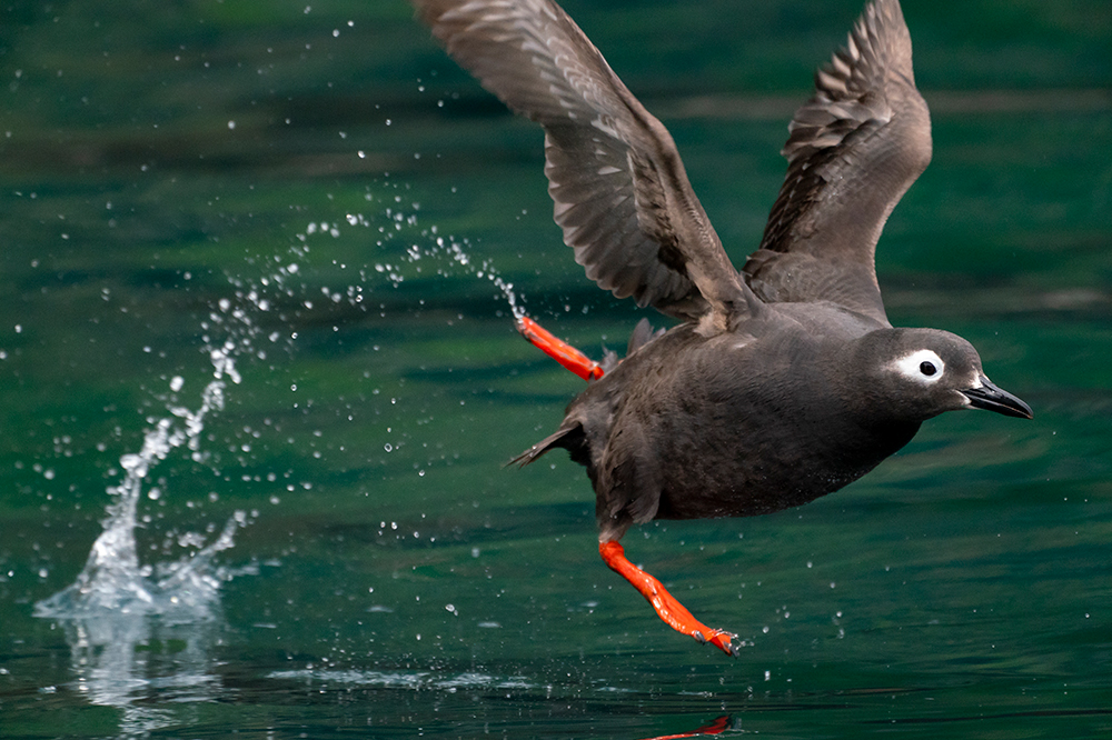 最高約20コマ/秒の高速連写と高精度AFが捉える海鳥たちの「真の姿
