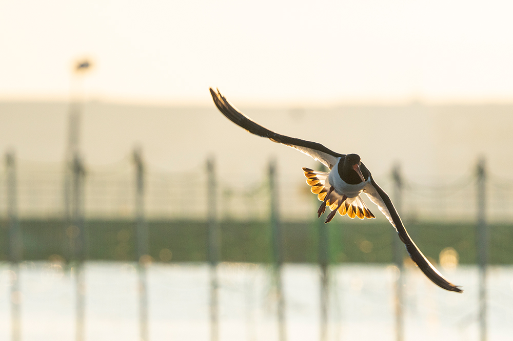 光の効果を自在にコントロールし 野鳥の姿を印象的に魅せる 高性能afが冴える A6600 の実力 写真家 中村利和 氏 A Universe デジタル一眼カメラa アルファ ソニー 光の効果を自在にコントロールし 野鳥の姿を印象的に魅せる 高性能afが冴える A6600 の実力 写真家 中村利和 氏 A Universe デジタル一眼カメラa アルファ ソニー