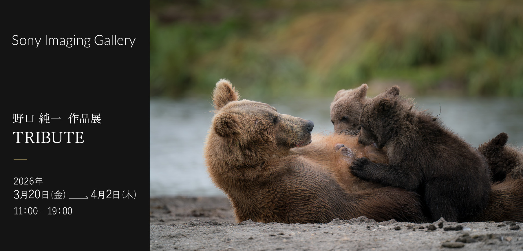 Sony Imaging Gallery ������� ��i�W TRIBUTE 2026�N 3��20���i���j- 4��2���i�؁j11:00 - 19:00
