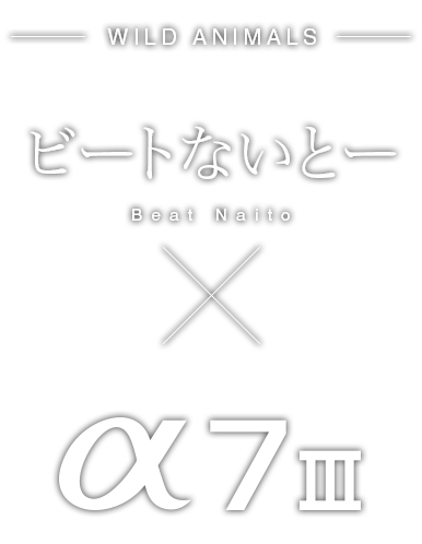 Beat Naito×α7 III