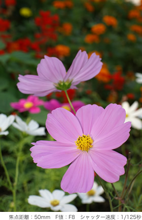 œ_F50mm@FlFF8@Vb^[x1/125b