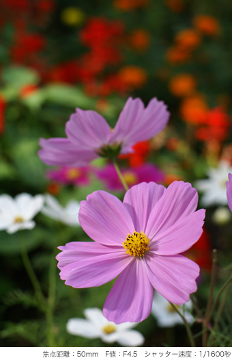 œ_F50mm@FlFF4.5@Vb^[x1/1600b