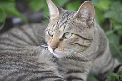 œ_: 200mm / Fl: 2.8 / Vb^[x: 1/40b