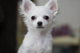 œ_: 50mm / Fl: 1.4 / Vb^[x: 1/100b