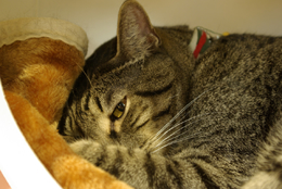 œ_: 43mm / Fl: 4.5 / Vb^[x: 1/10b