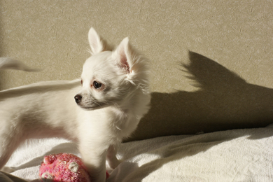 œ_: 50mm / Fl: 11.0 / Vb^[x: 1/500b