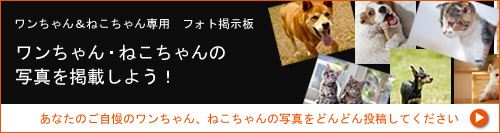 ���������E�˂������̎ʐ^���f�ڂ��悤�I