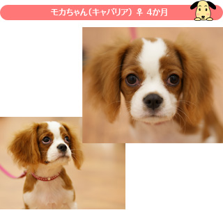 ���J�����i�L���o���A�j �� 4����