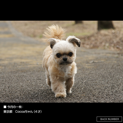 �����̈ꖇ
�����s Cocoa�����i4�ˁj