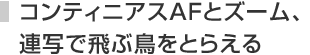 コンティニアスAFとズーム、連写で飛ぶ鳥をとらえる