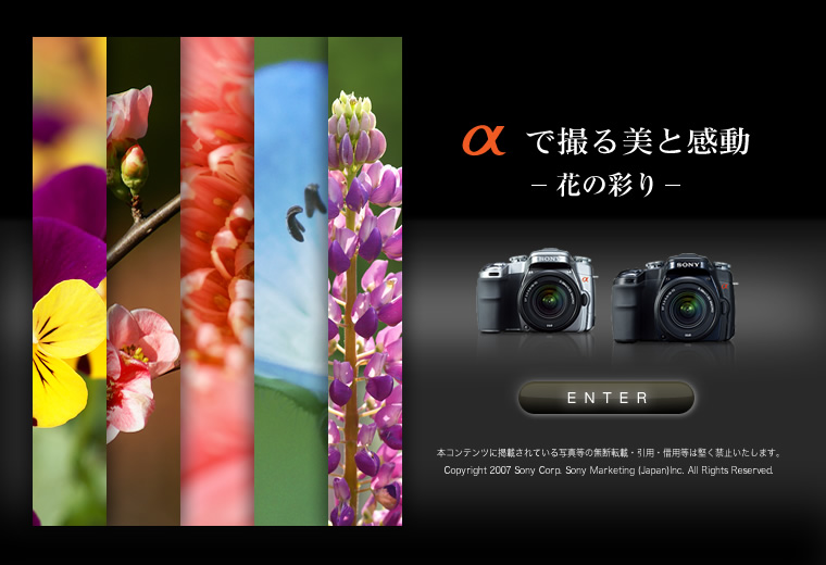 ���ŎB����Ɗ���-�Ԃ̍ʂ�-