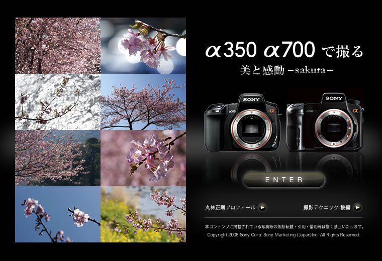 �g��350�h�g��700�h�ŎB��@���Ɗ����@-sakura-