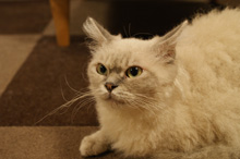 �œ_����: 40mm / F�l: 5.6 / �V���b�^�[���x:1/10�b