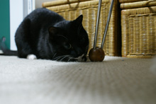 �œ_����: 26mm / F�l: 4.5 / �V���b�^�[���x:1/2.5�b