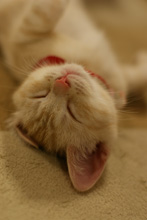 �œ_����: 50mm / F�l: 2.0 / �V���b�^�[���x:1/60�b